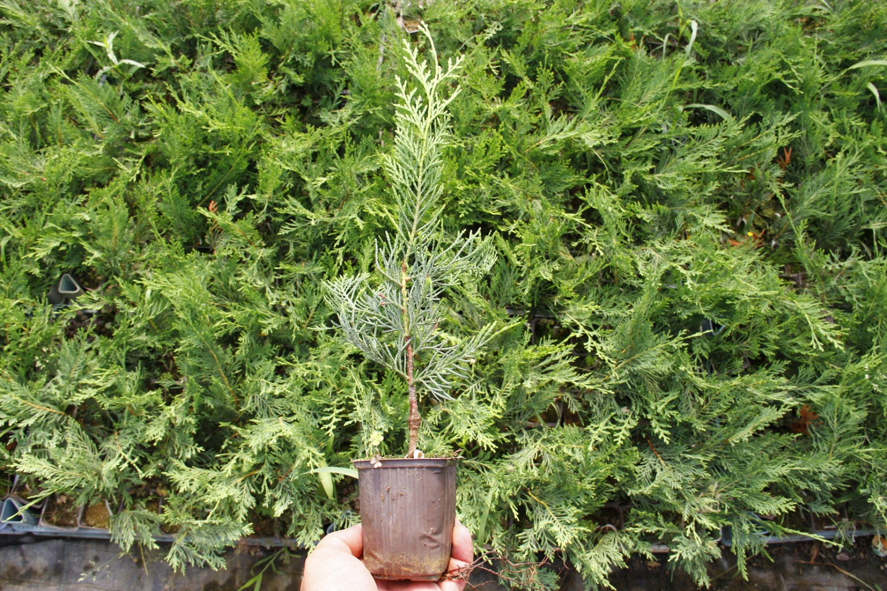 YEŞİL LEYLANDİ - AŞILI ÇİT BİTKİSİ