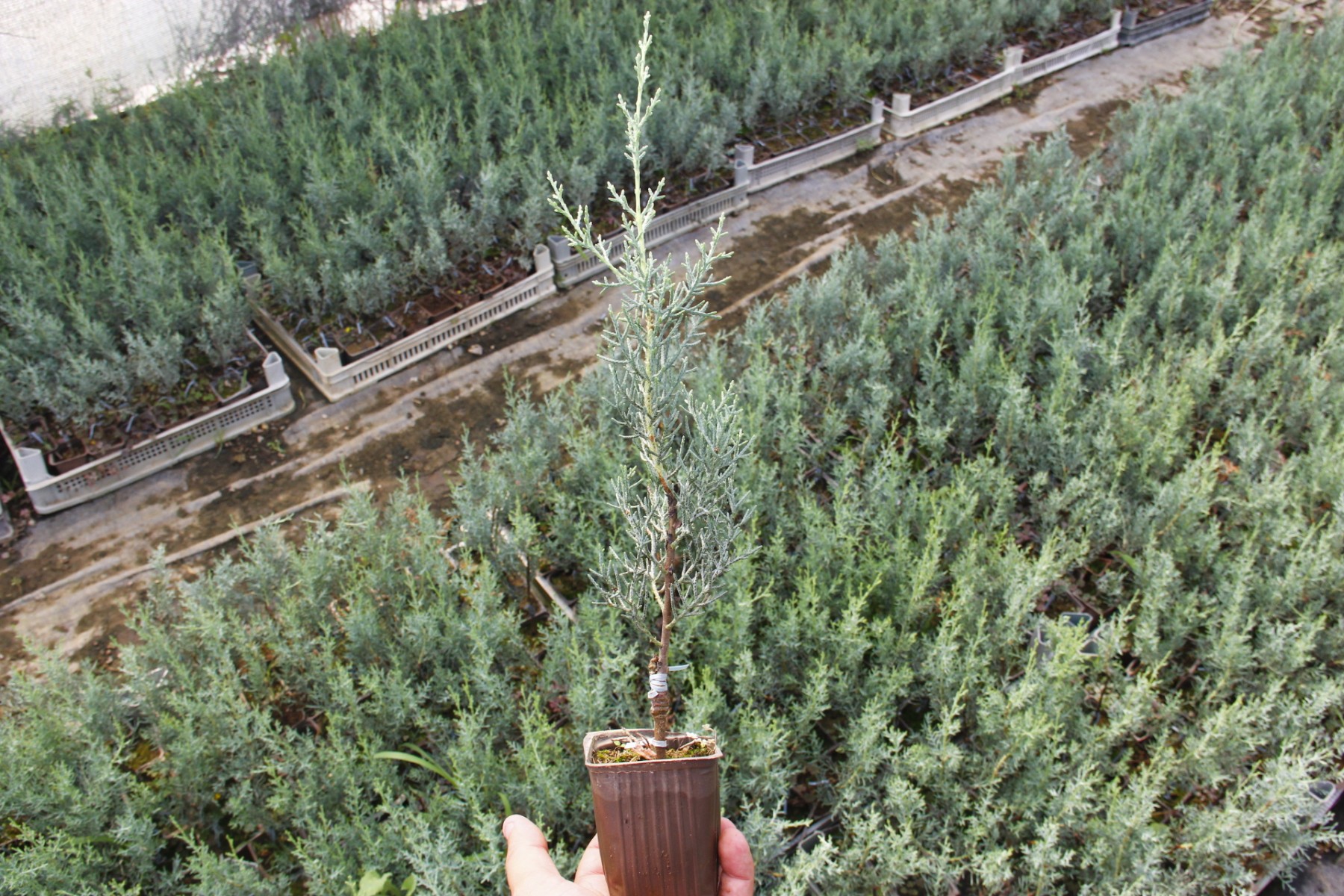 MAVİ SERVİ (Cupressus Arizonica )