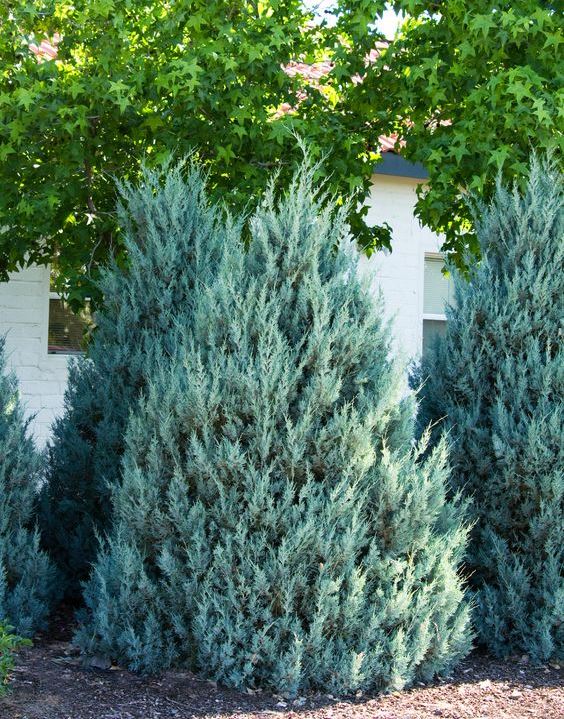 MAVİ SERVİ (Cupressus Arizonica )