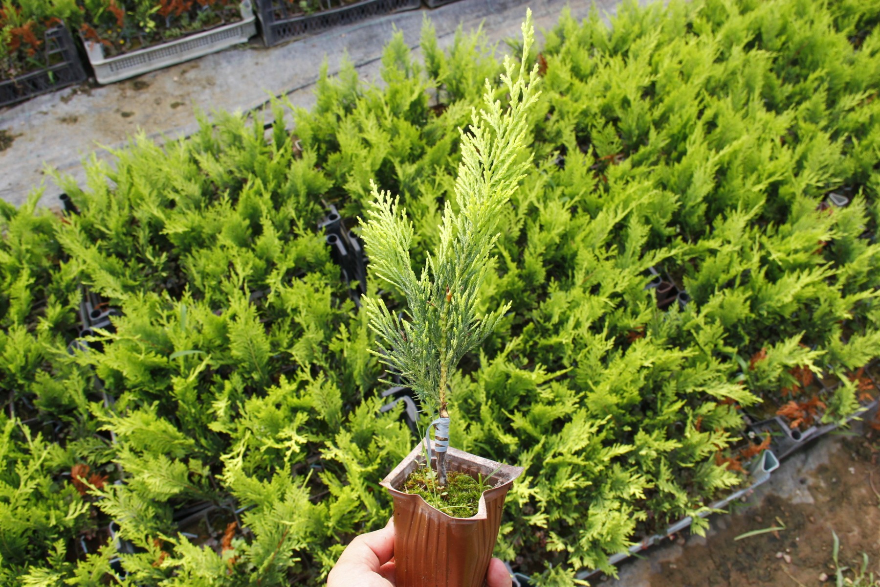 ALTUNİ LEYLANDİ(GOLDRİDER)