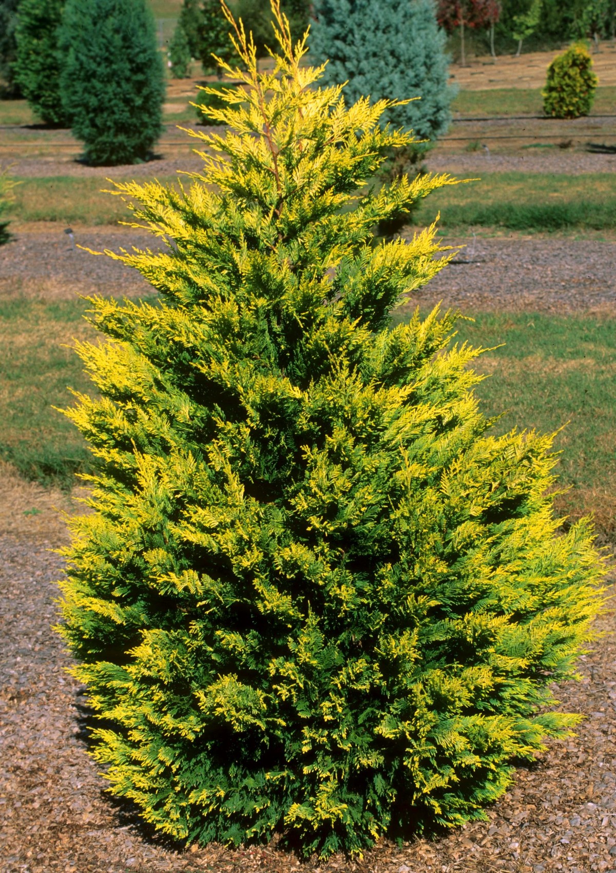 ALTUNİ LEYLANDİ(GOLDRİDER)