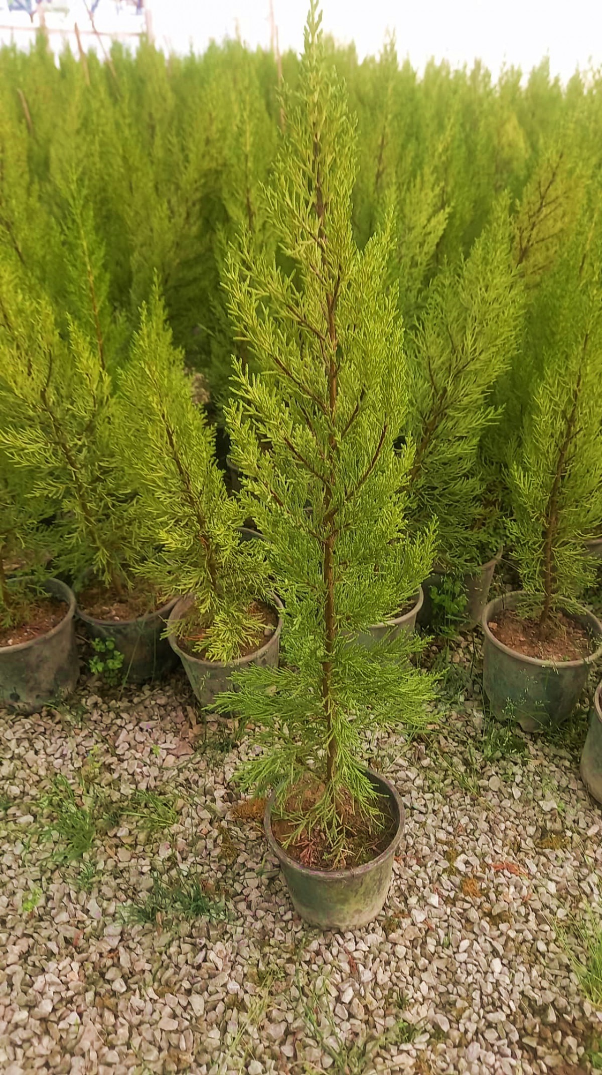 LİMONİ SERVİ 50-70 cm - LİMON ÇAMI