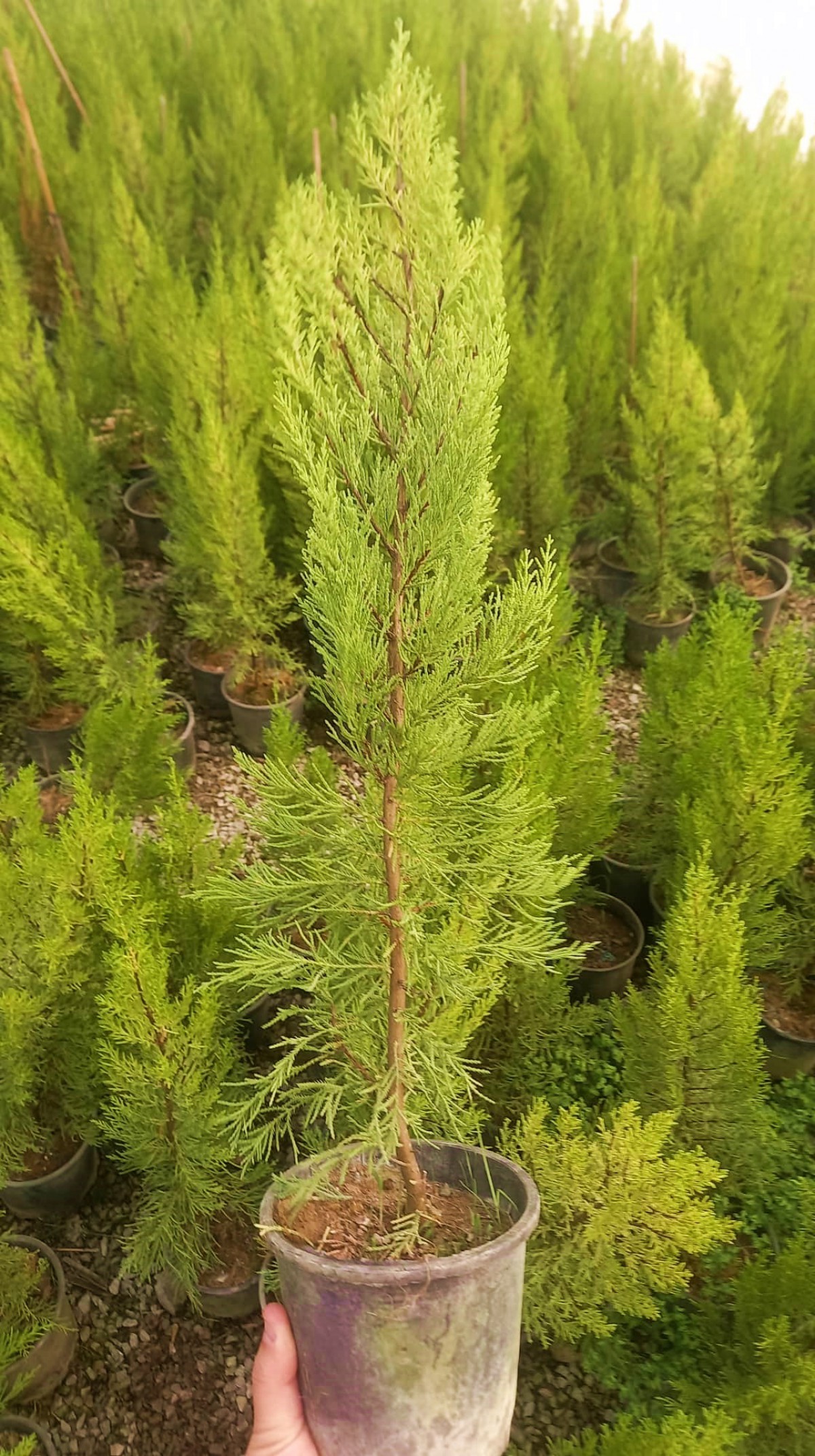 LİMONİ SERVİ 50-70 cm - LİMON ÇAMI