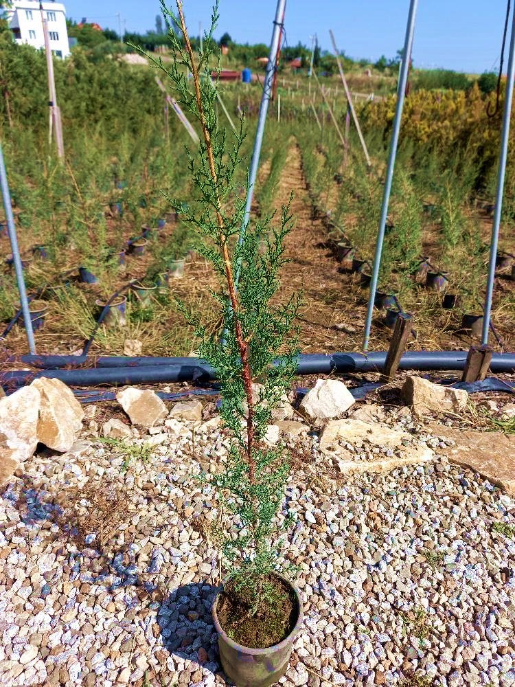 AKDENİZ SERVİSİ - ÇİT BİTKİSİ 1 METRE