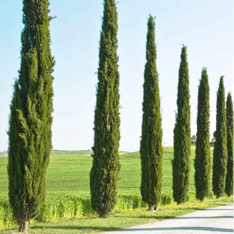 AKDENİZ SERVİSİ - ÇİT BİTKİSİ 1 METRE