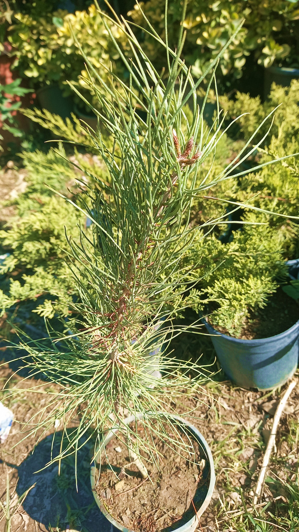 FISTIK ÇAMI FİDANI - PİNUS PİNEA