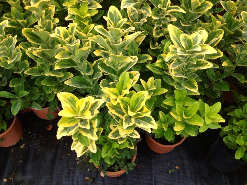 GOLD TAFLAN  - SARI ÇİT BİTKİSİ