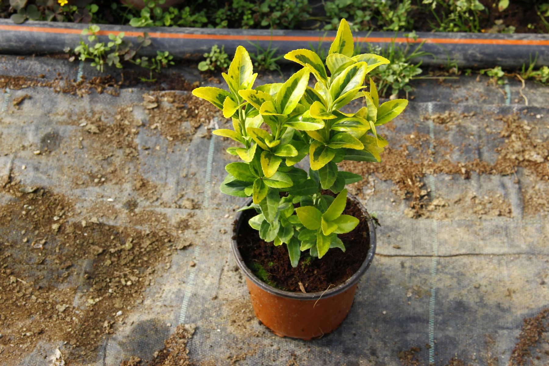 GOLD TAFLAN  - SARI ÇİT BİTKİSİ