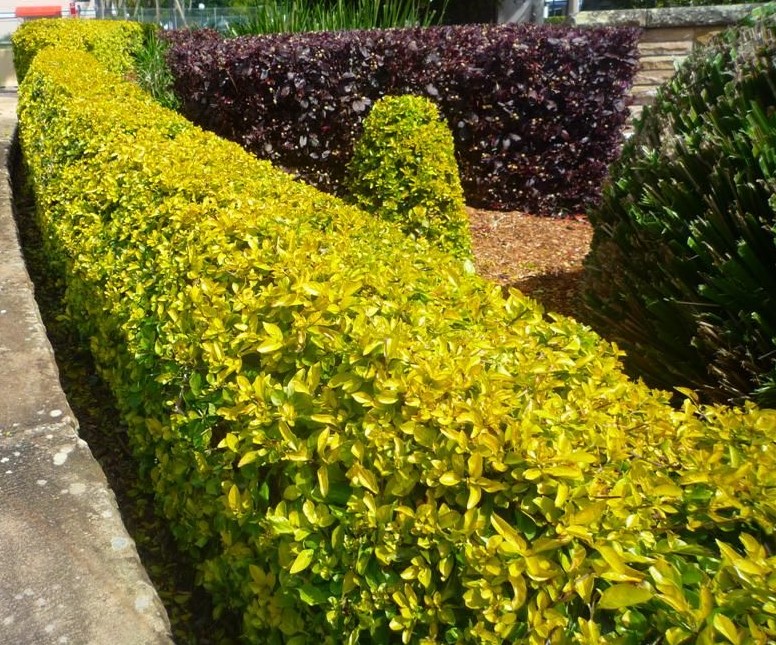 GOLD TAFLAN  - SARI ÇİT BİTKİSİ