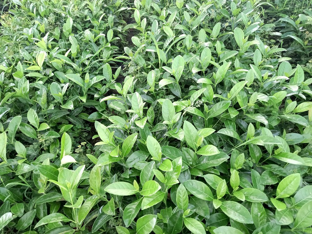 KARTOPU LUCİDUM 30-40 cm ÇİT BİTKİSİ