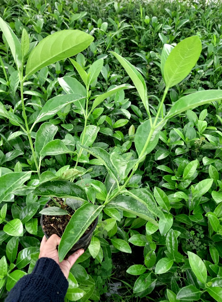 KARTOPU LUCİDUM 30-40 cm ÇİT BİTKİSİ