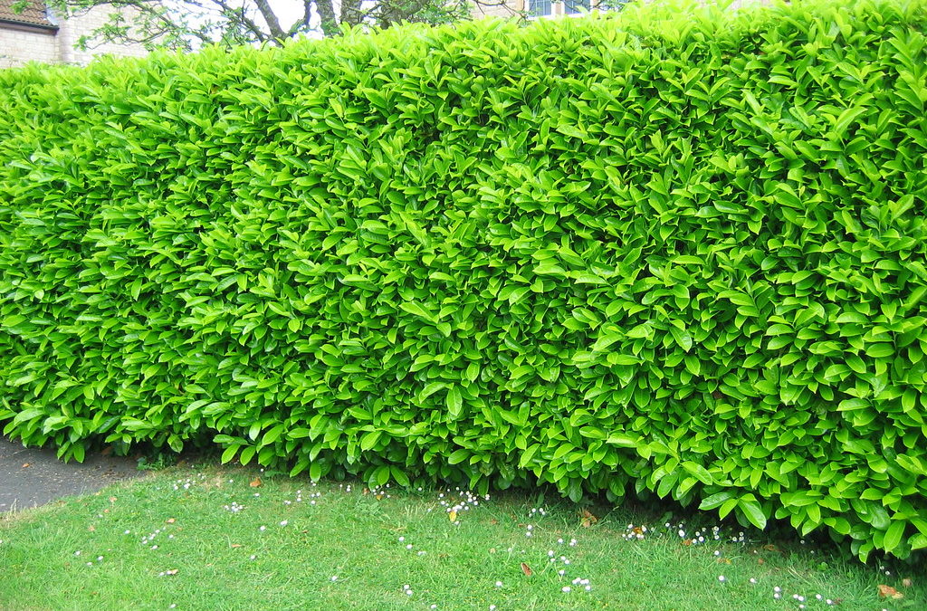 KARTOPU LUCİDUM 30-40 cm ÇİT BİTKİSİ