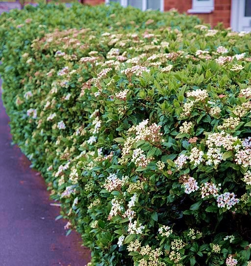 KARTOPU ÇİÇEKLİ ÇİT BİTKİSİ