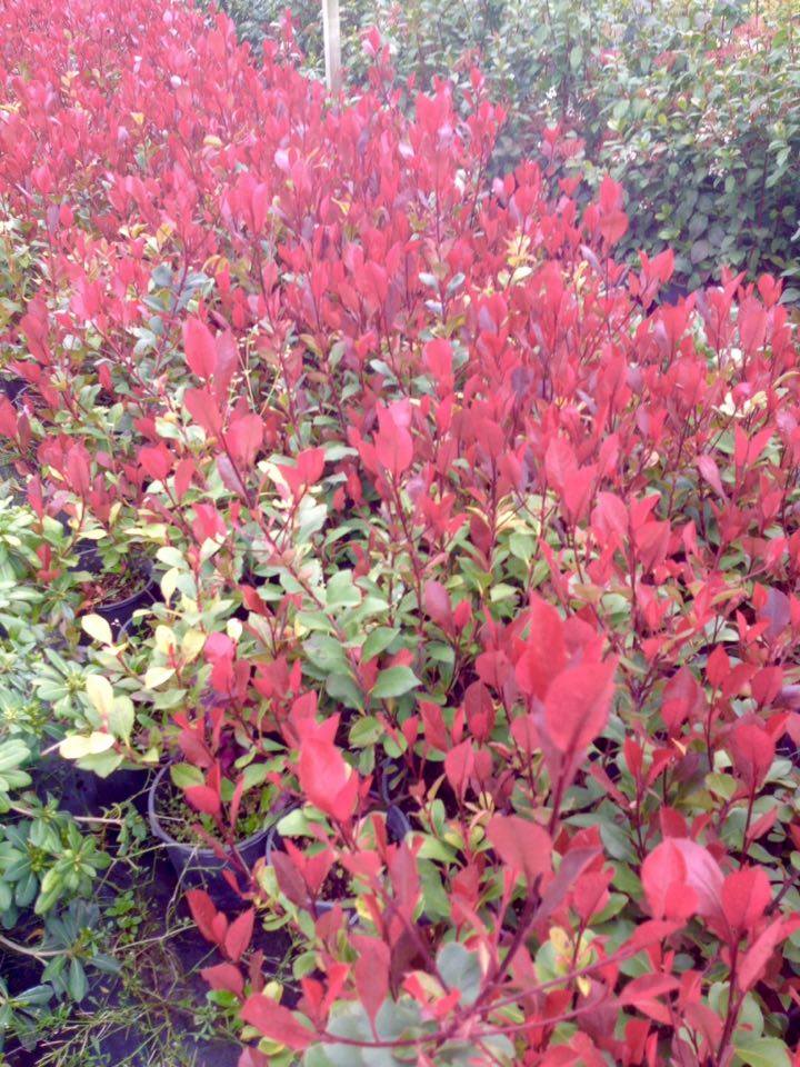 BOYLU ALEV AĞACI- KIRMIZI ÇİT BİTKİSİ