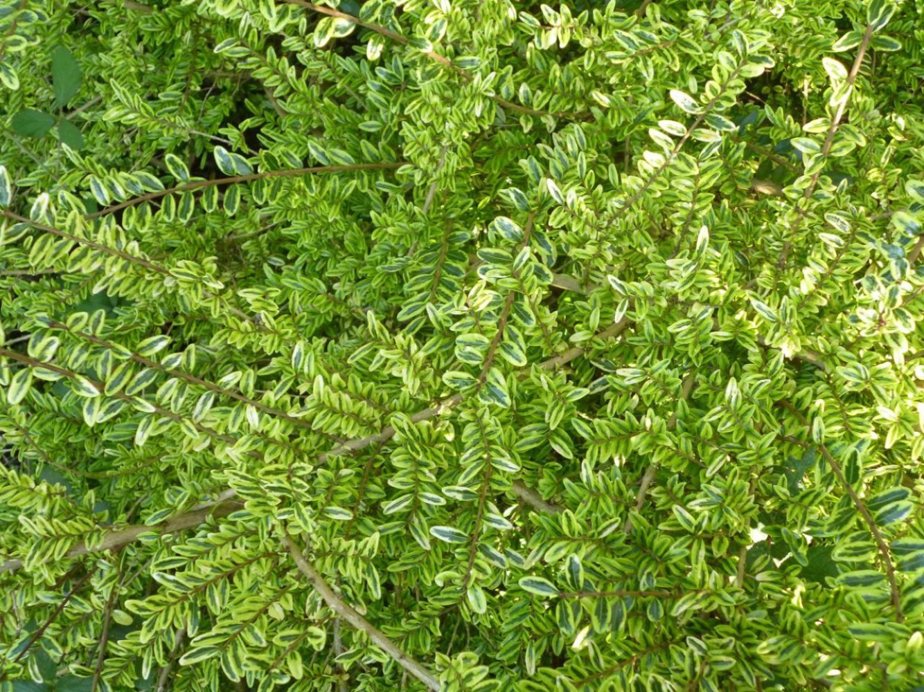 HANIMELİ ÇİT BİTKİSİ Lonicera Lemon Beauty'