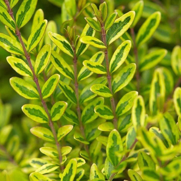 HANIMELİ ÇİT BİTKİSİ Lonicera Lemon Beauty'