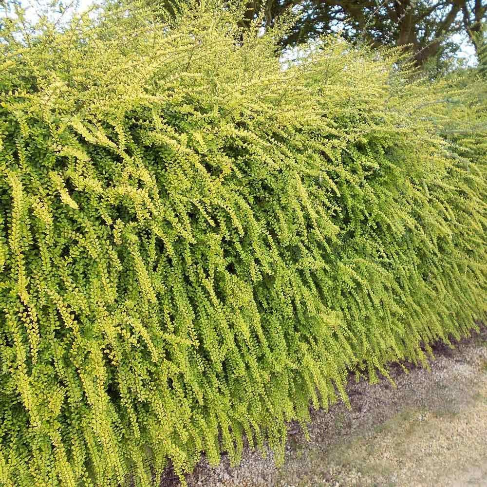 HANIMELİ ÇİT BİTKİSİ Lonicera Lemon Beauty'