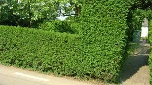 LIGUSTRUM (KURT BAĞRI)  ÇİT BİTKİSİ 50-100 cm