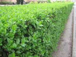 LIGUSTRUM (KURT BAĞRI)  ÇİT BİTKİSİ 50-100 cm