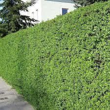 LIGUSTRUM (KURT BAĞRI)  ÇİT BİTKİSİ 50-100 cm