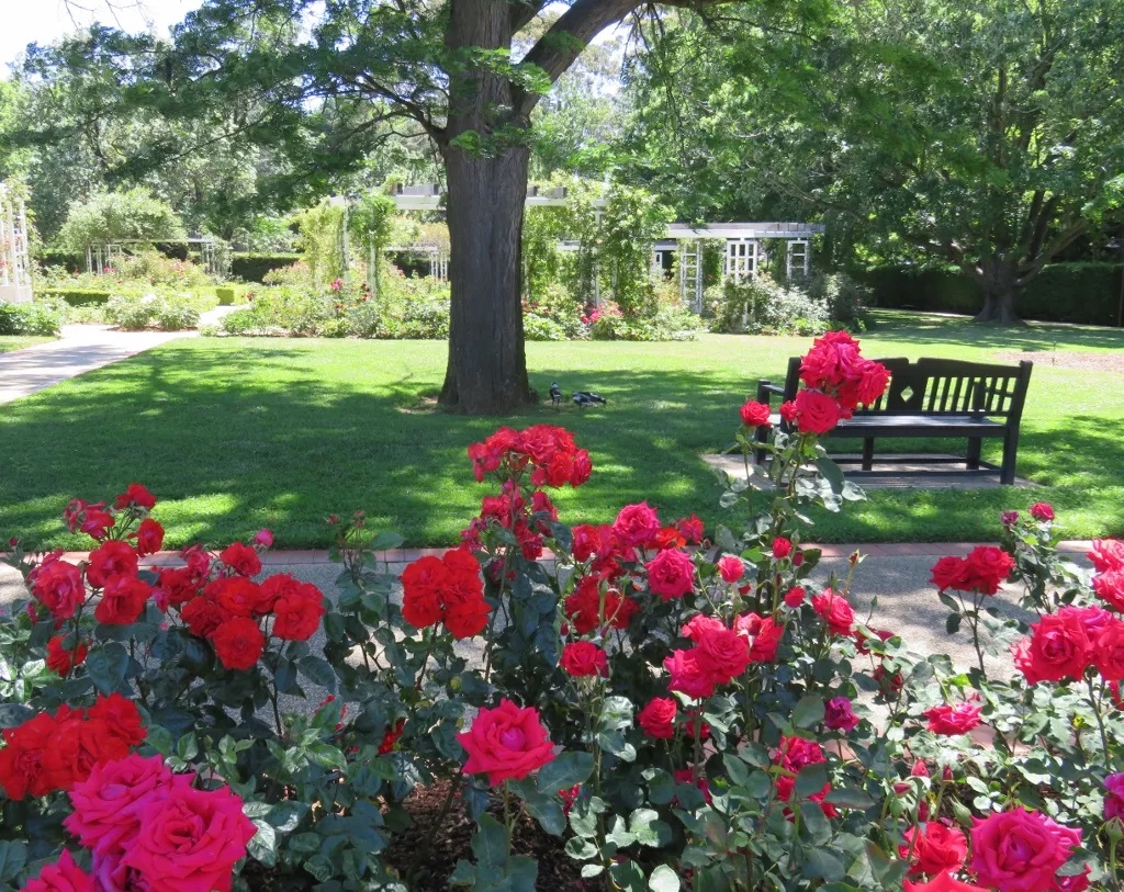 GÜL FİDANI - KIRMIZI AŞILI YEDİVEREN BAHÇE GÜLÜ 30-40 cm