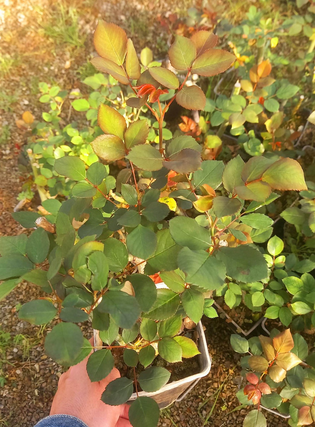 GÜL FİDANI - KIRMIZI AŞILI YEDİVEREN BAHÇE GÜLÜ 30-40 cm