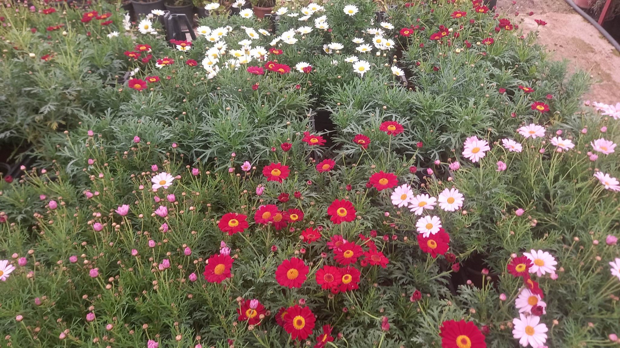 KRALİÇE  PAPATYA KARIŞIK RENKLİ - KALICI PAPATYA