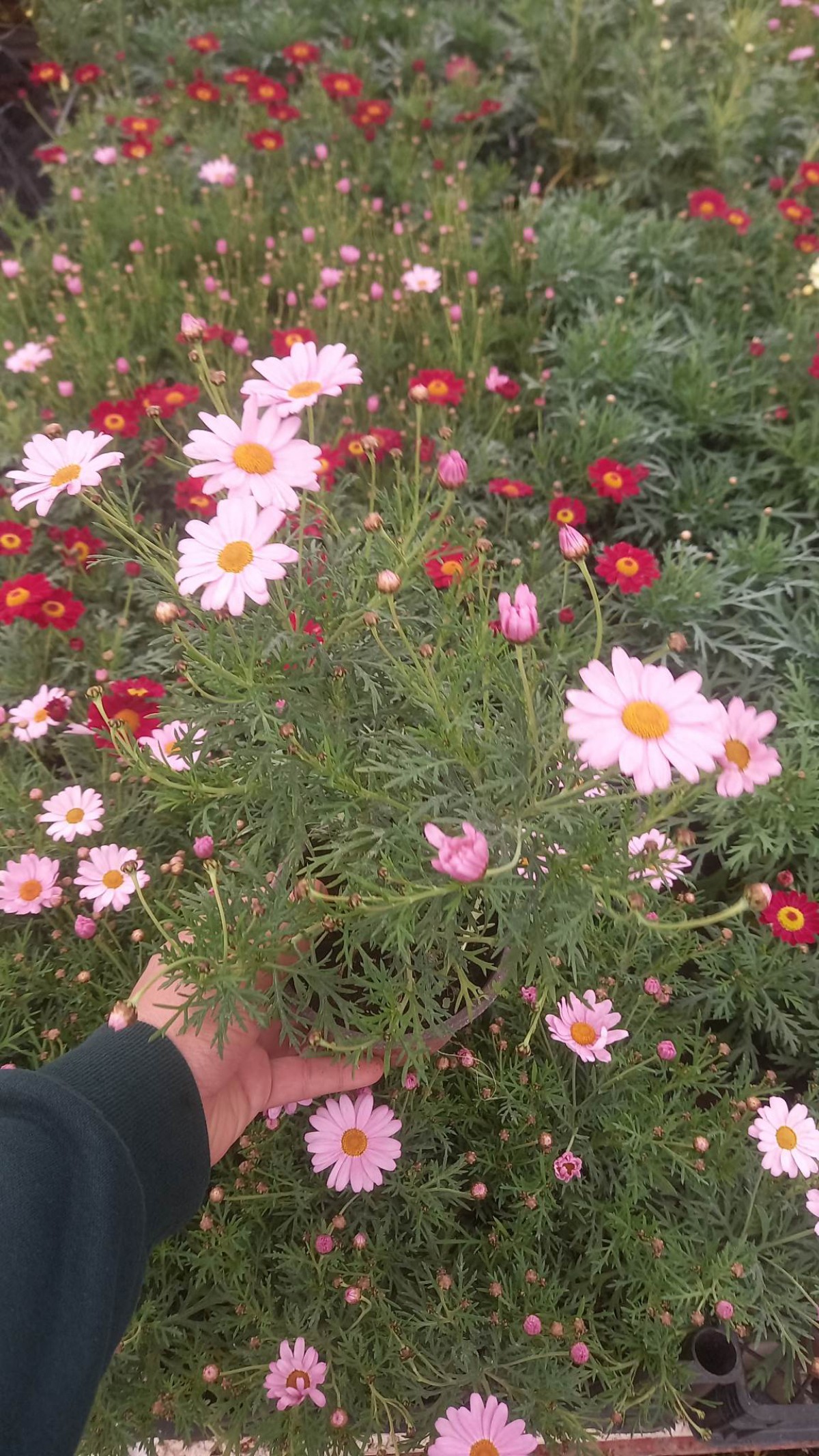 KRALİÇE  PAPATYA KARIŞIK RENKLİ - KALICI PAPATYA