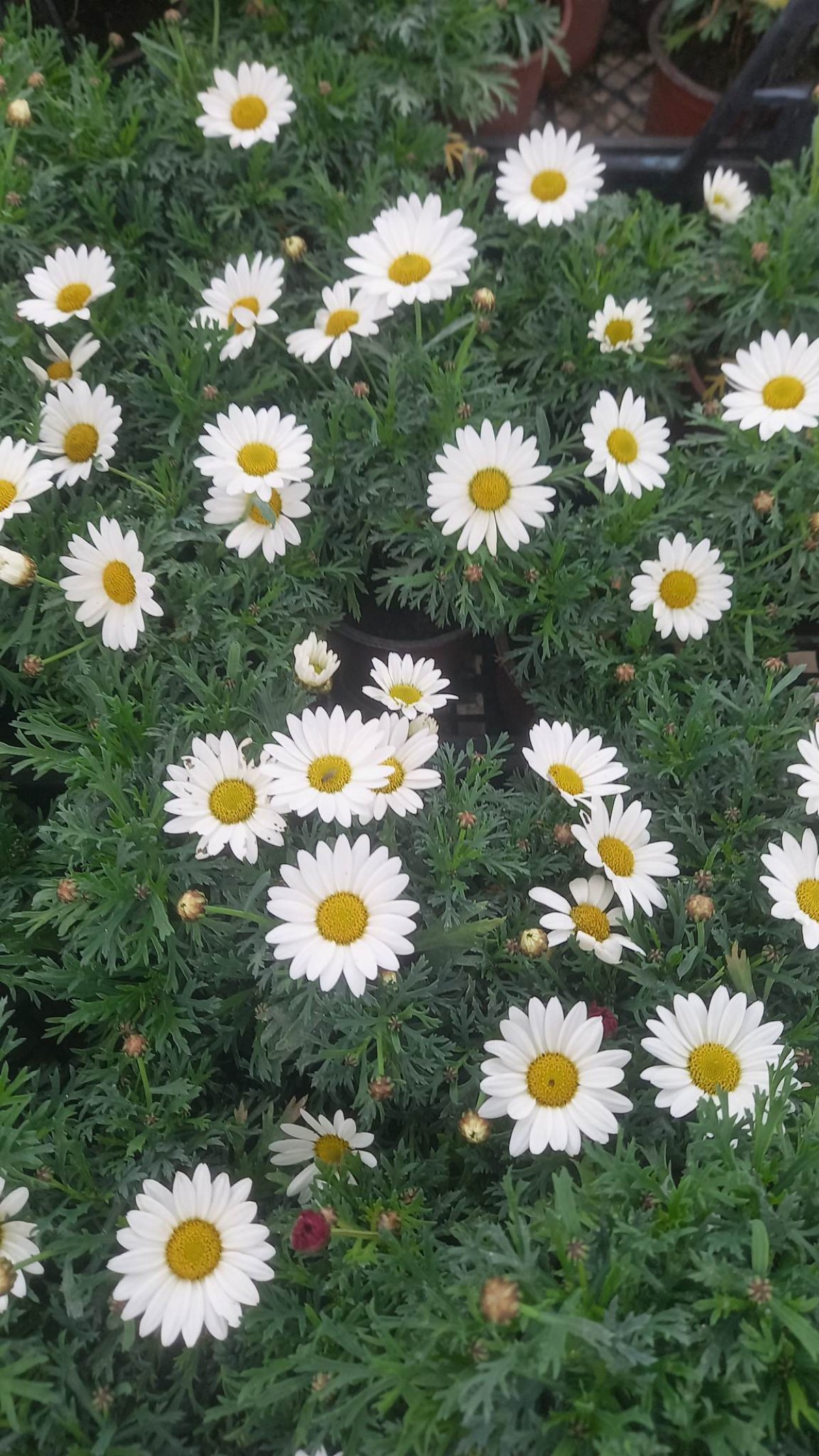 KRALİÇE  PAPATYA KARIŞIK RENKLİ - KALICI PAPATYA