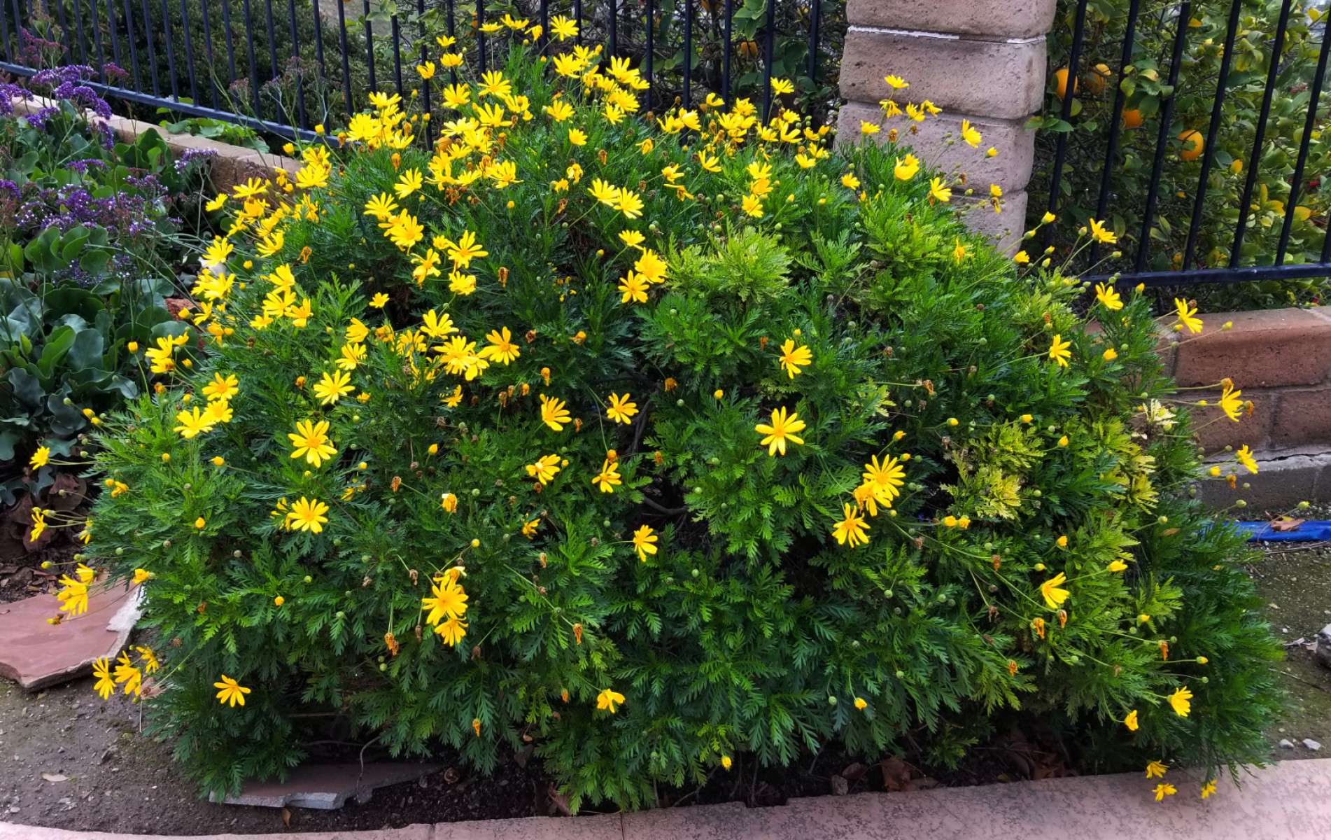 SARI PAPATYA EURYOPS - ÇOK YILLIK DIŞ MEKAN ÇİÇEĞİ