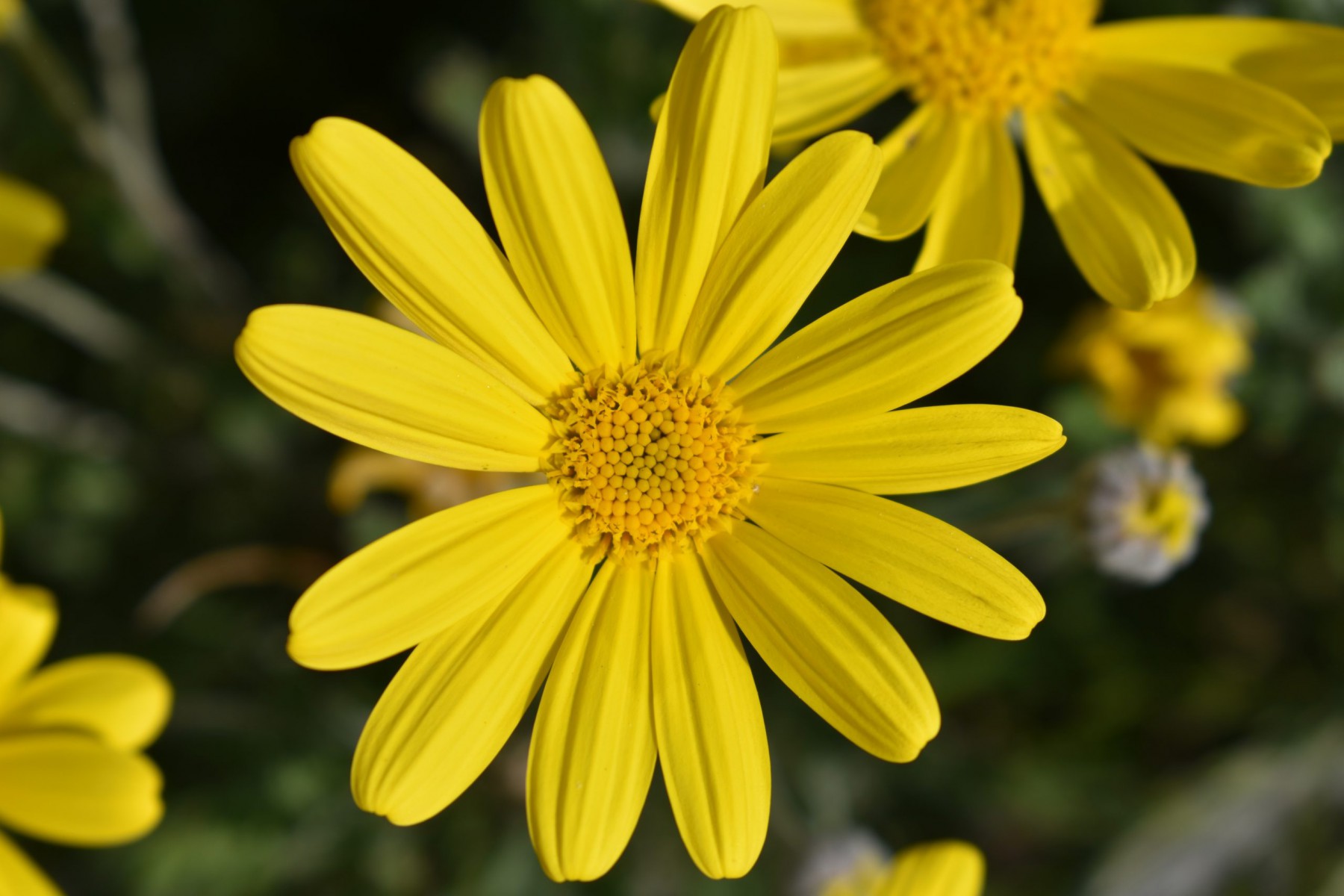 SARI PAPATYA EURYOPS - ÇOK YILLIK DIŞ MEKAN ÇİÇEĞİ