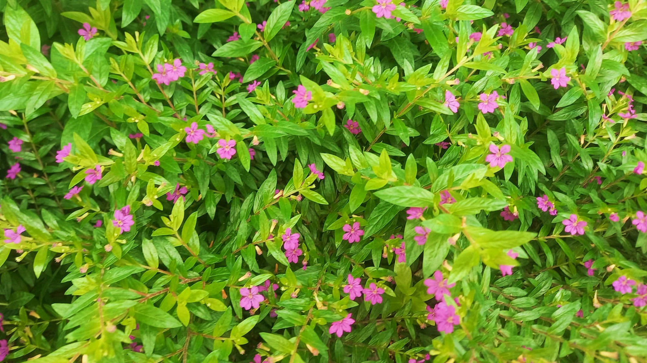 KUFEYA CENNET ÇİÇEĞİ