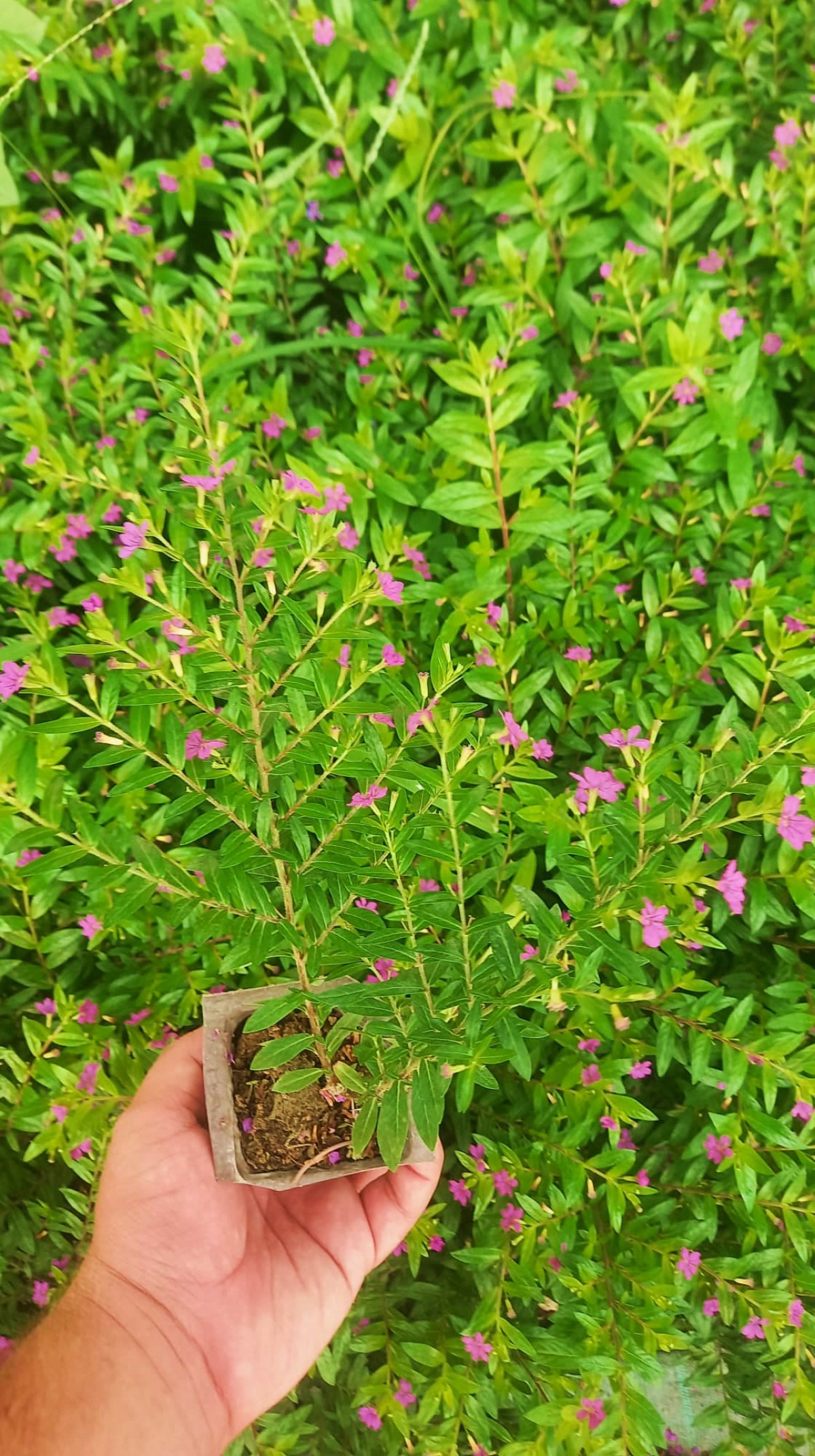 KUFEYA CENNET ÇİÇEĞİ