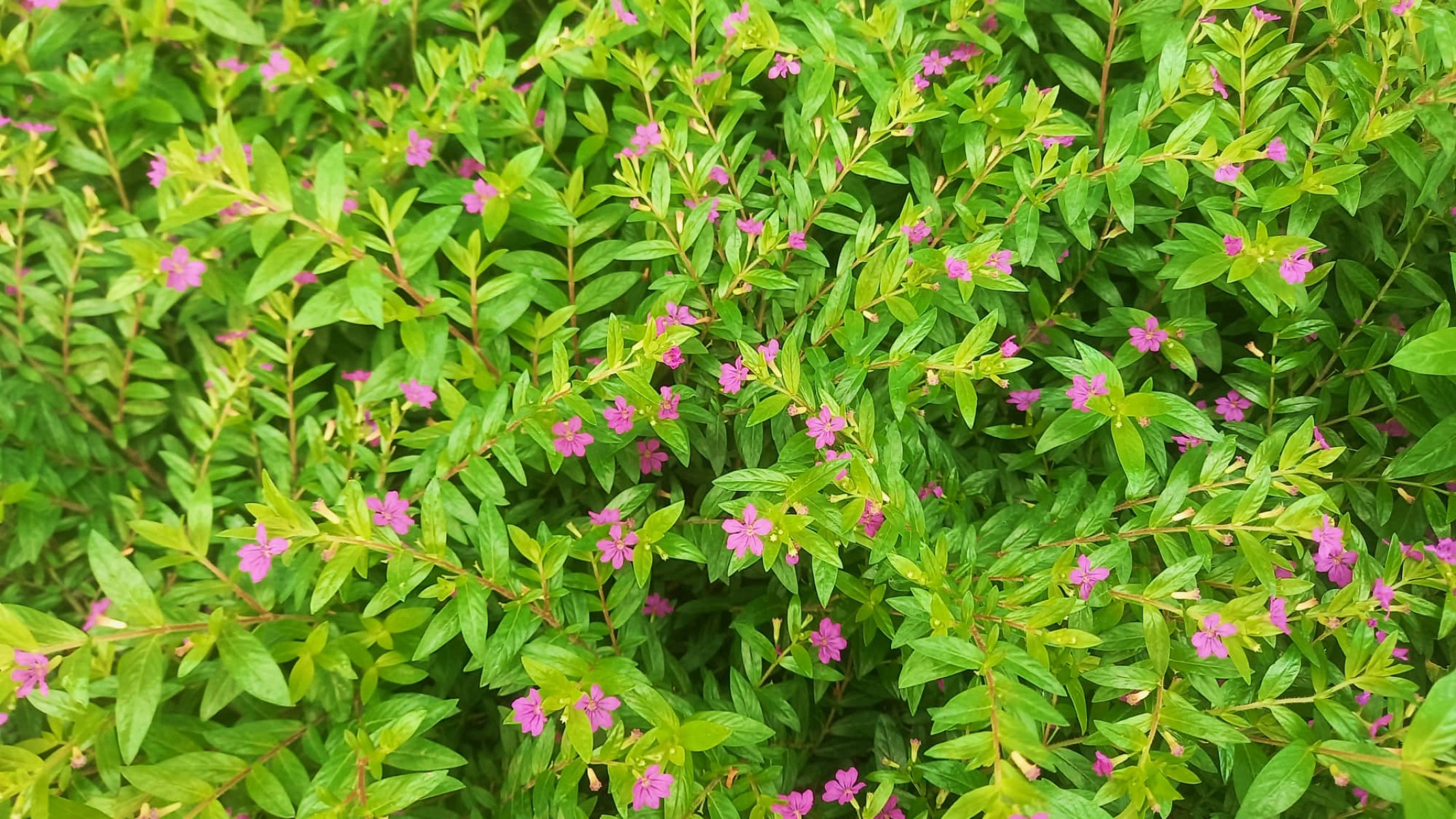 KUFEYA CENNET ÇİÇEĞİ