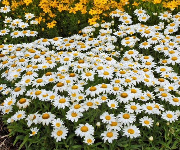 BEYAZ PAPATYA ÇİÇEĞİ - SAKSIDA ÇOK YILLIK