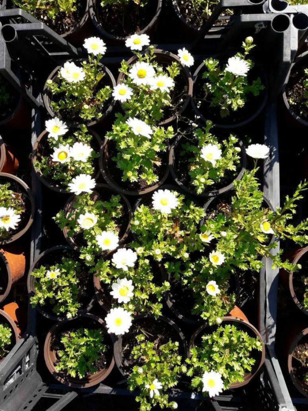 BEYAZ PAPATYA ÇİÇEĞİ - SAKSIDA ÇOK YILLIK