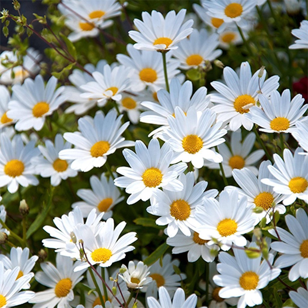 BEYAZ PAPATYA ÇİÇEĞİ - SAKSIDA ÇOK YILLIK