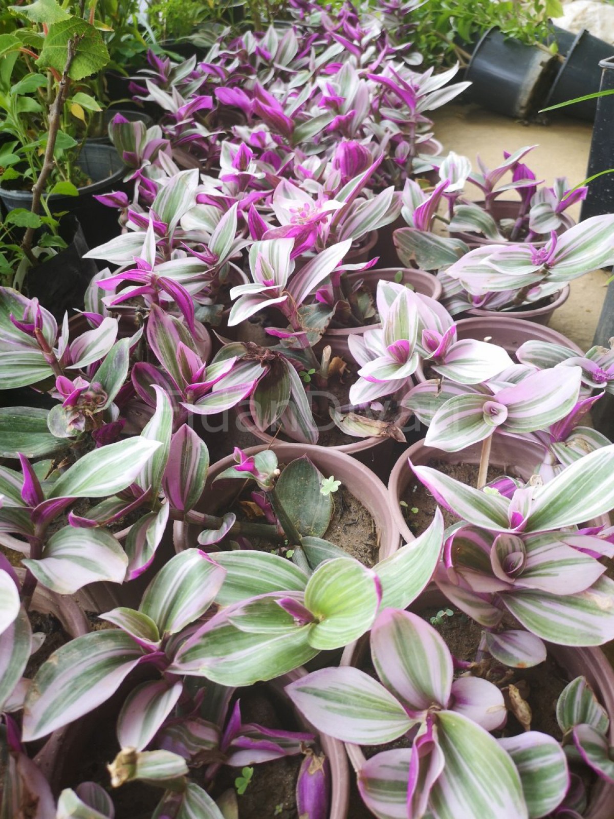 TELGRAF ÇİÇEĞİ  - HEDİYELİK EV OFİS BİTKİSİ