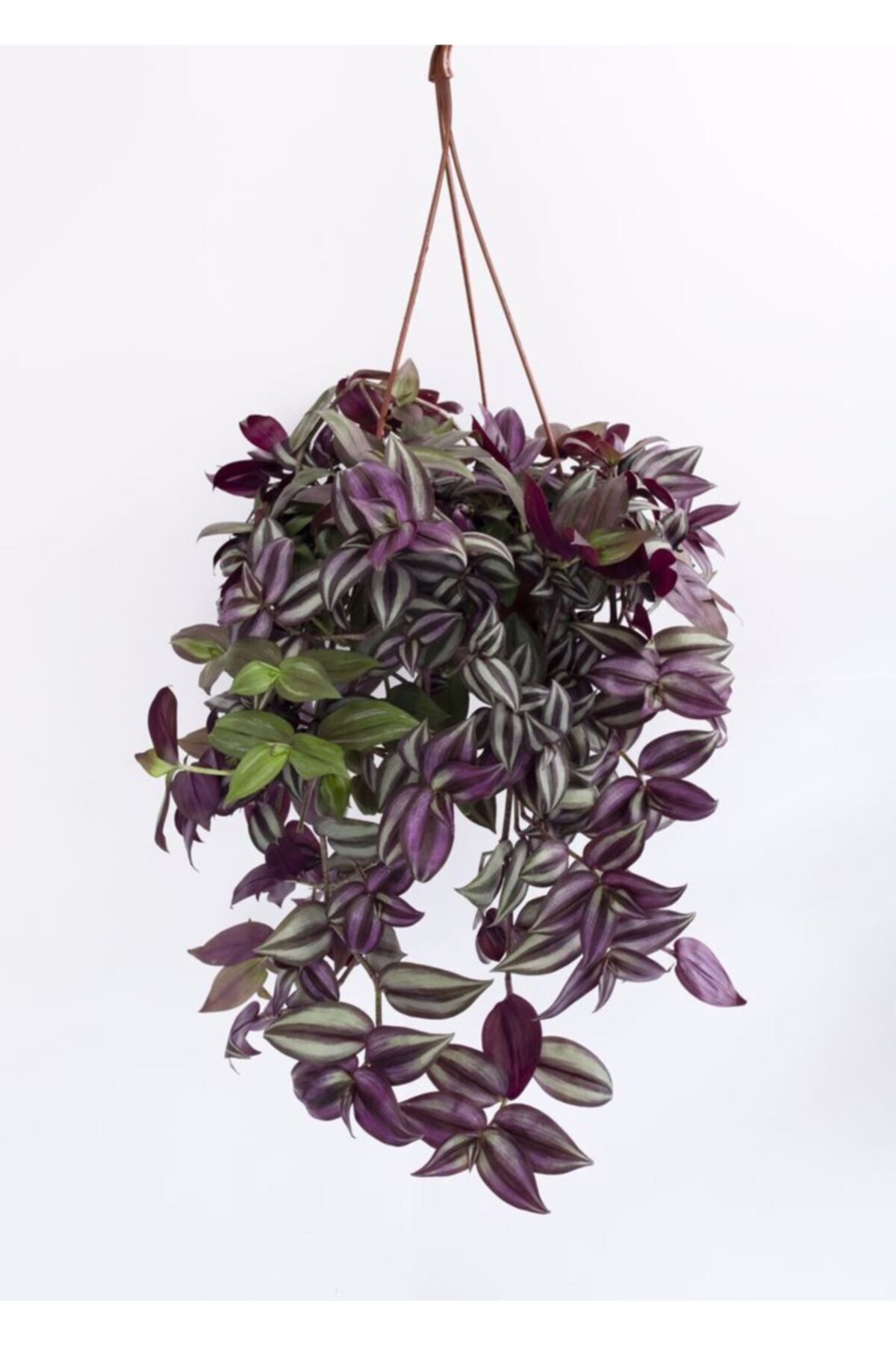 TELGRAF ÇİÇEĞİ  - HEDİYELİK EV OFİS BİTKİSİ