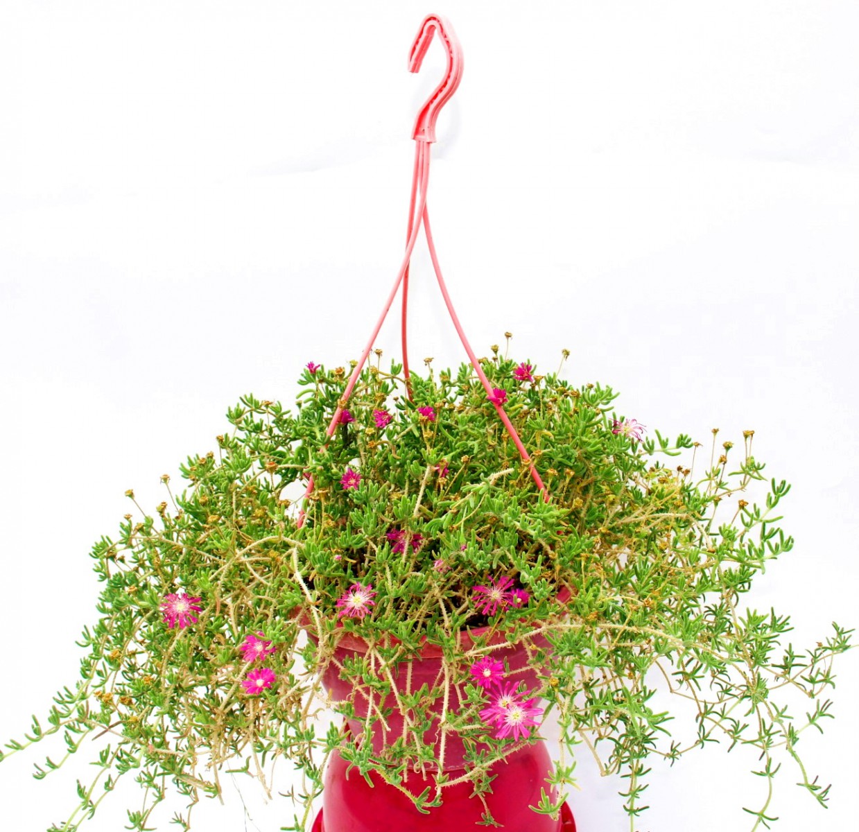 ACEM HALISI - PEMBE ASKILI SAKSIDA