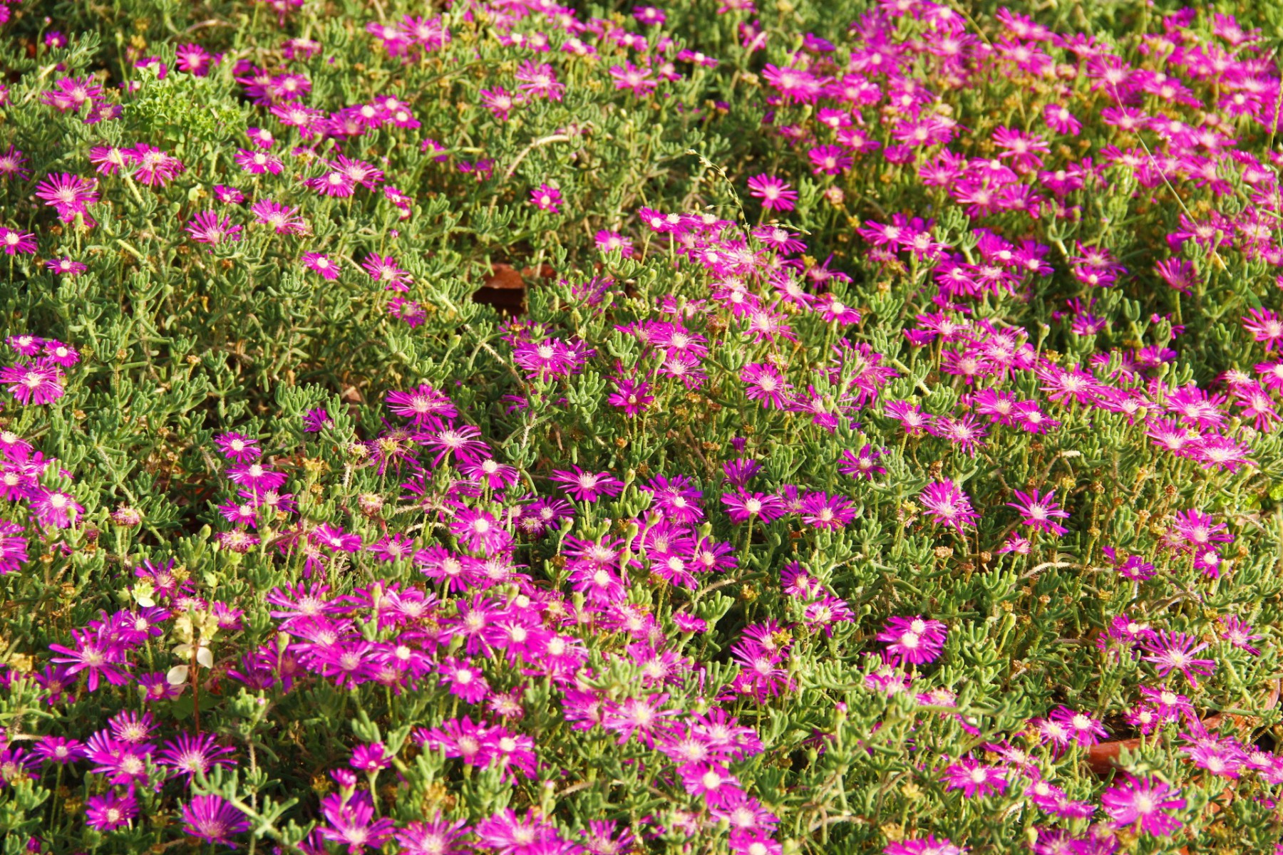 ACEM HALISI - PEMBE ASKILI SAKSIDA