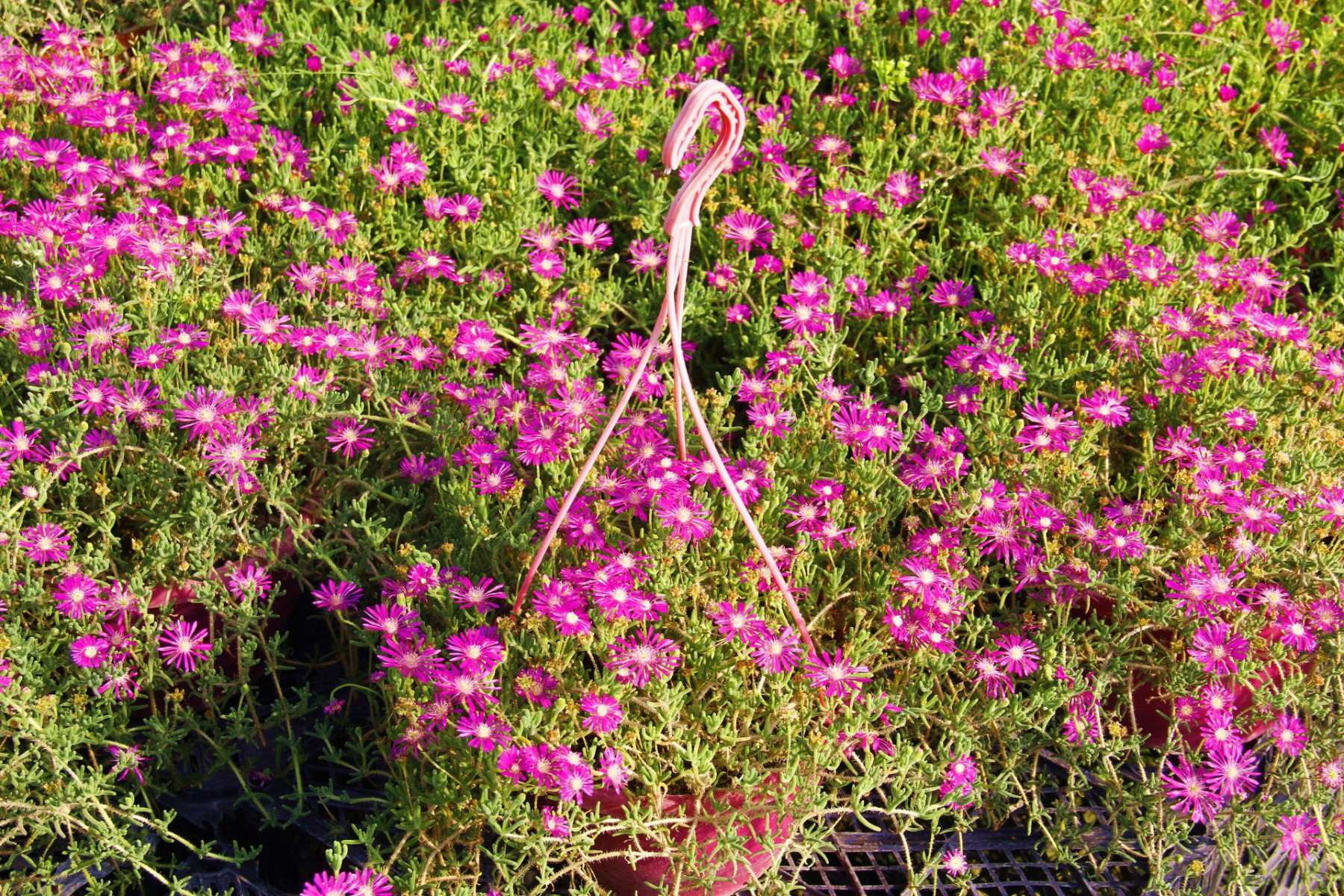 ACEM HALISI - PEMBE ASKILI SAKSIDA