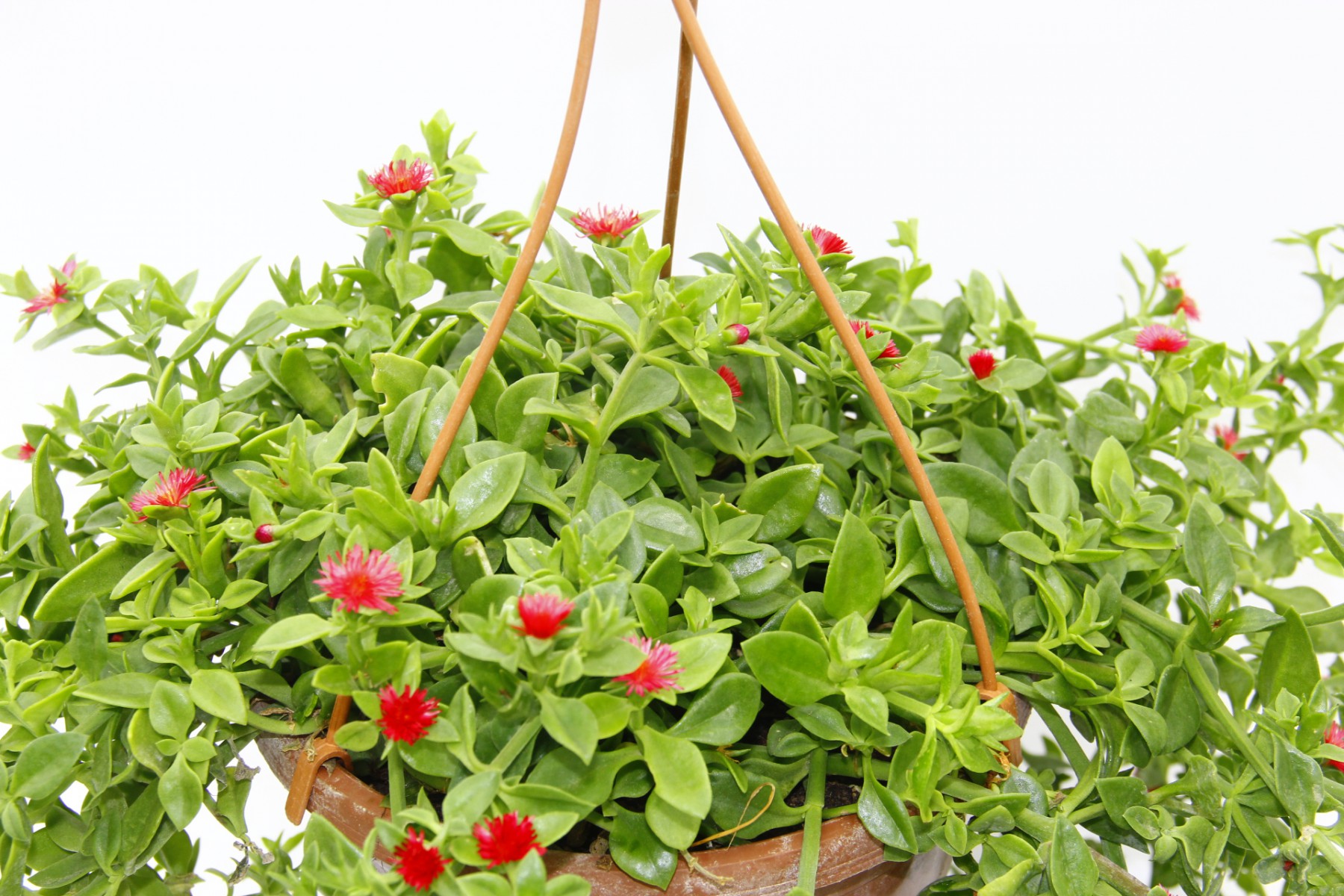 BUZ ÇİÇEĞİ - ASKILI SAKSIDA