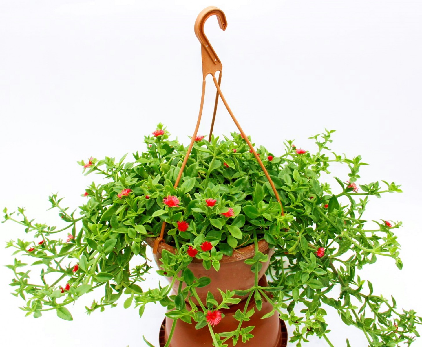 BUZ ÇİÇEĞİ - ASKILI SAKSIDA