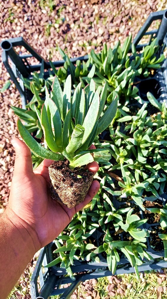 KAZ AYAĞI - MEZARLIK KABİR BİTKİSİ