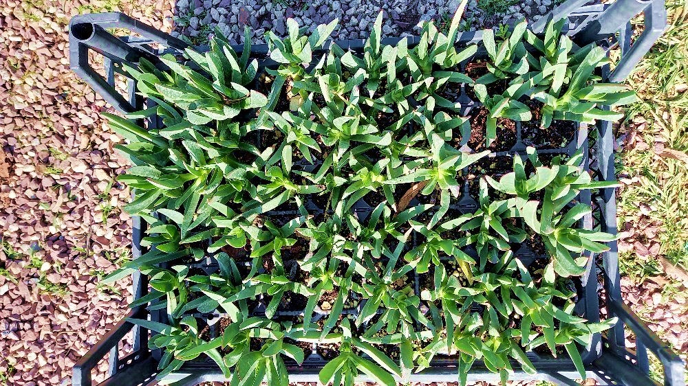 KAZ AYAĞI - MEZARLIK KABİR BİTKİSİ