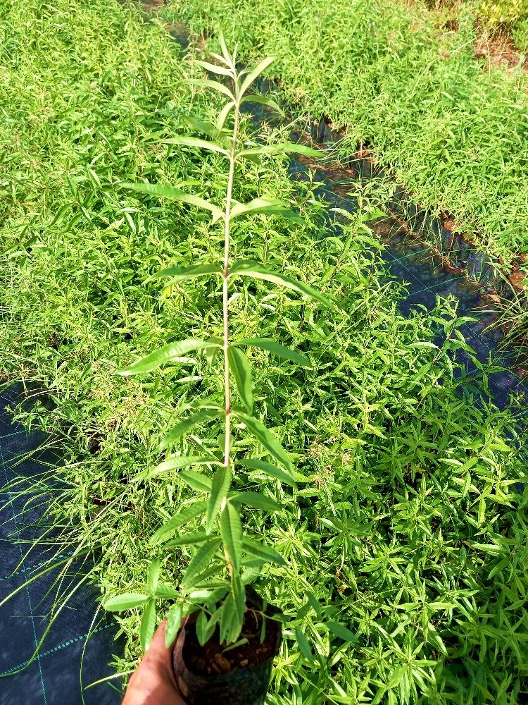 LİMON MELİSA BİTKİSİ - Melissa Officinalis