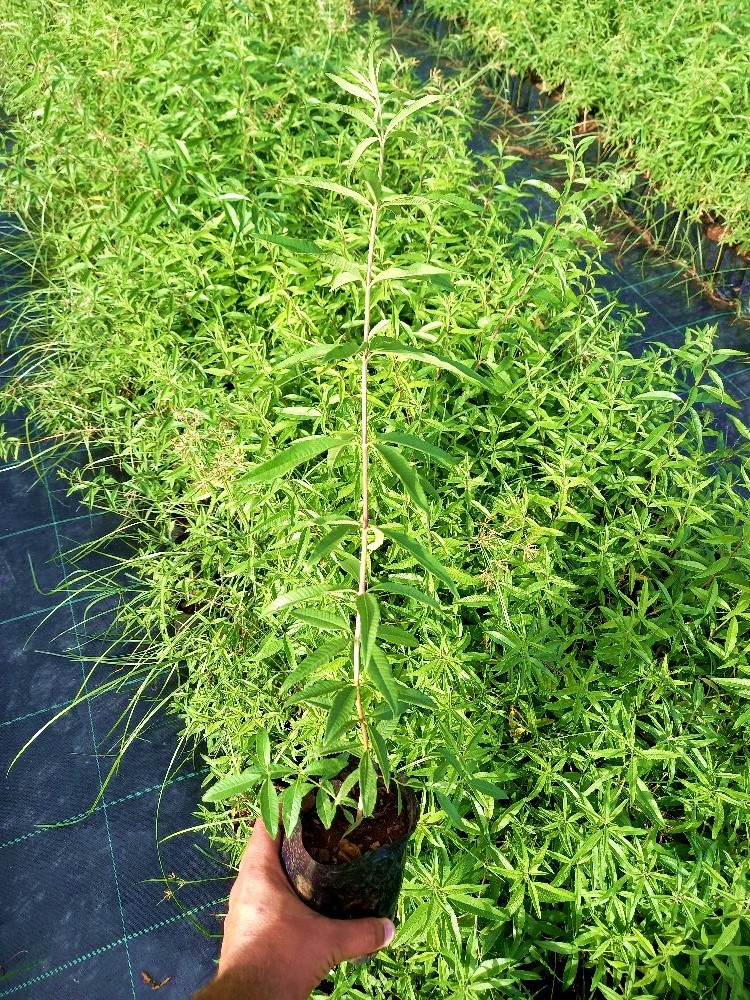 LİMON MELİSA BİTKİSİ - Melissa Officinalis