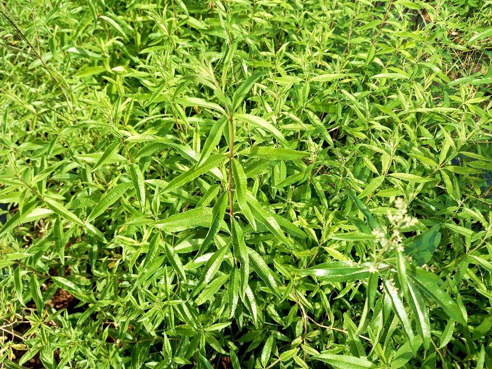 LİMON MELİSA BİTKİSİ - Melissa Officinalis