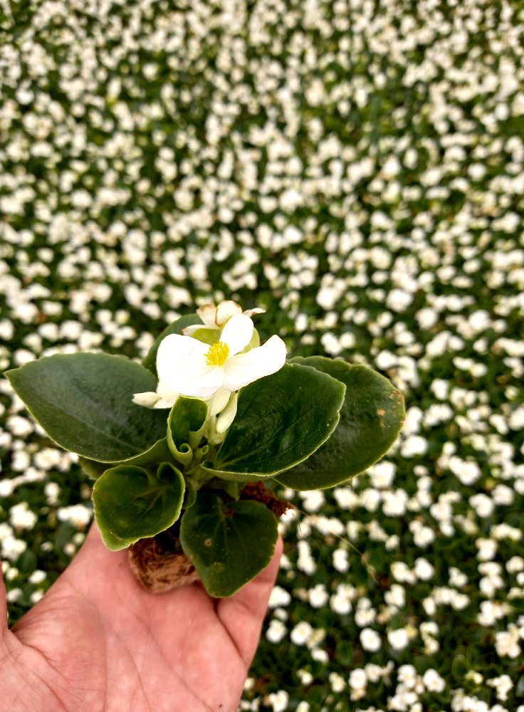 BEGONYA ÇİÇEĞİ- BEYAZ RENK